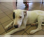 Small American Pit Bull Terrier Mix