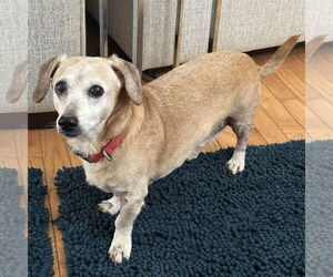 Tucker - Male Dachshund-Unknown Mix Dog for Adoption - Photo #4