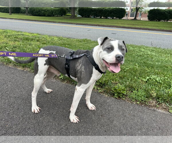 Medium Photo #14 Mutt Puppy For Sale in Doylestown, PA, USA