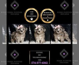 Poodle (Miniature) Puppy for sale in WARSAW, IN, USA