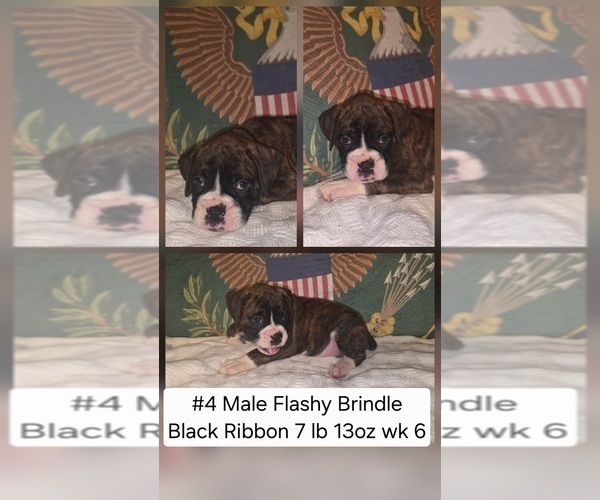Medium Photo #2 Boxer Puppy For Sale in LINN GROVE, IN, USA