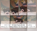 Small #1 Boxer