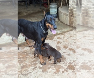 Doberman Pinscher Puppy for Sale in PARADISE, Texas USA