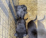 Small #3 Shepradors