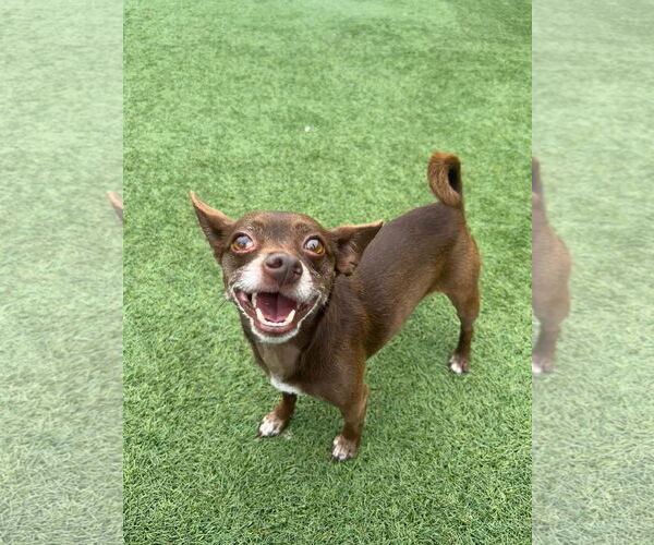 Medium Photo #10 Chihuahua-Unknown Mix Puppy For Sale in San Francisco, CA, USA