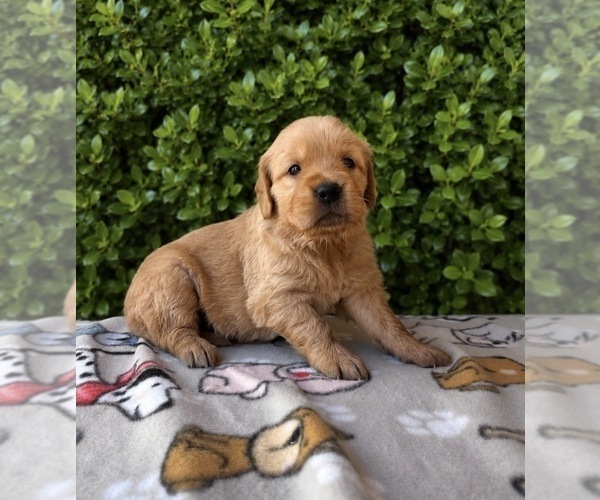 Medium Photo #14 English Cream Golden Retriever Puppy For Sale in CERES, CA, USA