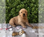 Small #13 English Cream Golden Retriever