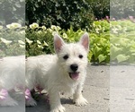 Small #6 West Highland White Terrier