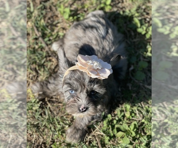 Medium Photo #6 Yorkshire Terrier Puppy For Sale in MIAMI, FL, USA