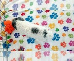 Hunter - Male Havapoo Puppy for Sale - Photo #7