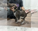 Small Photo #6 German Shorthaired Pointer Puppy For Sale in RIVERSIDE, CA, USA