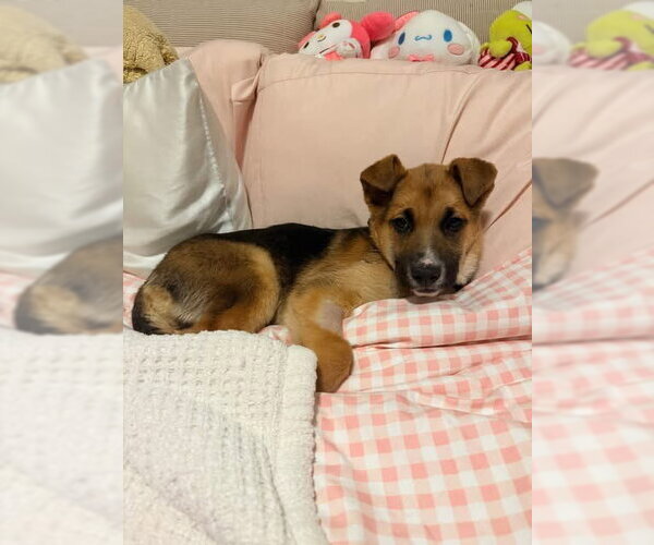 Medium Photo #11 Black Mouth Cur-German Shepherd Dog Mix Puppy For Sale in Holly Springs, NC, USA