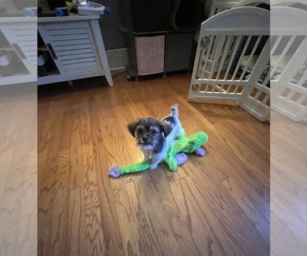 Medium Photo #3 Mutt Puppy For Sale in Plainfield, IL, USA