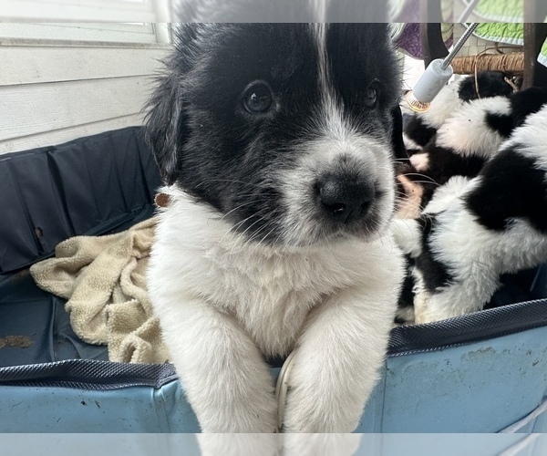 Medium Photo #14 Newfoundland Puppy For Sale in HERTFORD, NC, USA