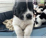 Small Photo #14 Newfoundland Puppy For Sale in HERTFORD, NC, USA