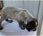 Small Photo #2 Wirehaired Pointing Griffon Puppy For Sale in LOVELAND, CO, USA