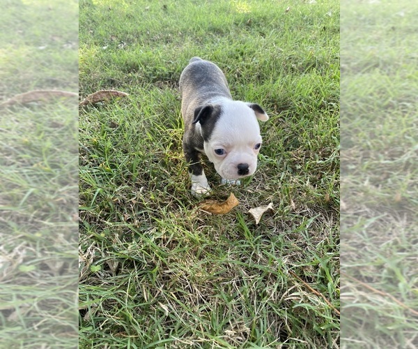Medium Photo #13 Boston Terrier Puppy For Sale in FREDONIA, KS, USA