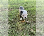Small #12 Boston Terrier