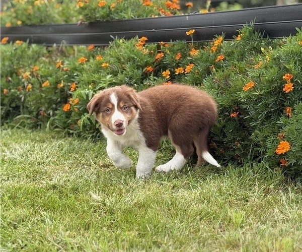 Medium Photo #6 Border Collie-Bordoodle Mix Puppy For Sale in AMES, IA, USA