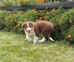 Small #5 Border Collie-Bordoodle Mix
