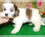 Image preview for Ad Listing. Nickname: Toy Shihpoo