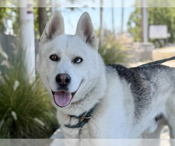 Medium Photo #2 Siberian Husky Puppy For Sale in Martinez, CA, USA