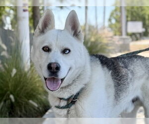 IVAN - Male Siberian Husky Dog for Adoption - Photo #2