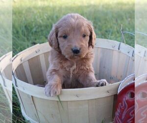 Goldendoodle Puppy for sale in CHAMBERSBURG, PA, USA