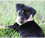 Small #2 Miniature Pinscher Mix