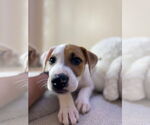 Small #1 Mutt