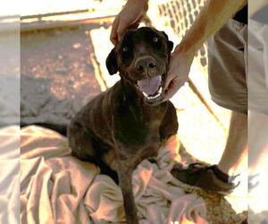 Labrador Retriever Dogs for adoption in San Diego, CA, USA