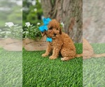 Small #1 Goldendoodle