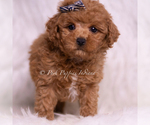 Small #1 Maltipoo (Miniature)