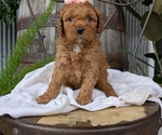 Small Photo #30 Cavapoo Puppy For Sale in GOSHEN, IN, USA