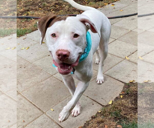 Medium Photo #3 American Pit Bull Terrier-Unknown Mix Puppy For Sale in Redlands, CA, USA