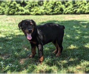 Rottweiler Puppy for sale in QUARRYVILLE, PA, USA