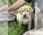 Puppy Puppy 1 lily Labrador Retriever