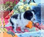 Small Photo #2 Pomeranian Puppy For Sale in ROCKVILLE, IN, USA