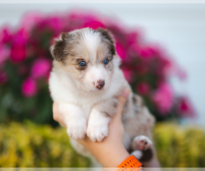 Border Collie Puppy for sale in CONWAY, MO, USA