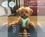 Small Photo #1 Cavapoo (Miniature) Puppy For Sale in CEDAR CITY, UT, USA