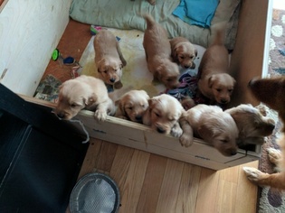 Golden Retriever Puppy for sale in SALEM, OH, USA