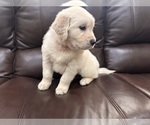 Puppy OG Golden Retriever