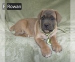 Puppy Rowan Goldendoodle