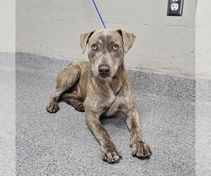 American Pit Bull Terrier-Unknown Mix Dogs for adoption in Pasadena, TX, USA