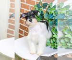 Small Photo #6 Schnauzer (Miniature) Puppy For Sale in SYRACUSE, IN, USA