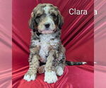 Puppy Clara Bernedoodle