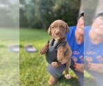Small #6 Labrador Retriever Mix