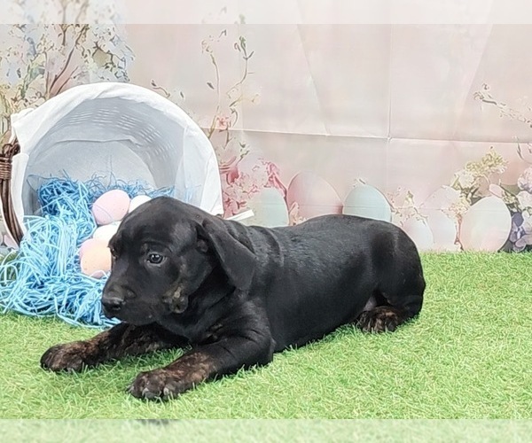 Medium Photo #10 Catahoula Leopard Dog Puppy For Sale in CUMBY, TX, USA
