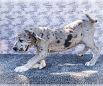 Small #12 Great Dane