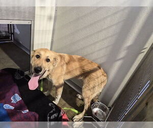 Golden Shepherd Dogs for adoption in Corona, CA, USA